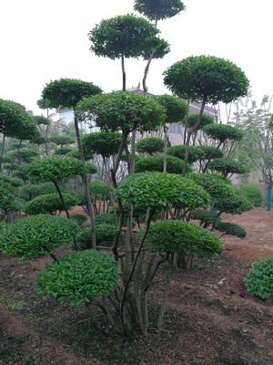 小葉女貞造型樹品種大全與種植經營指南