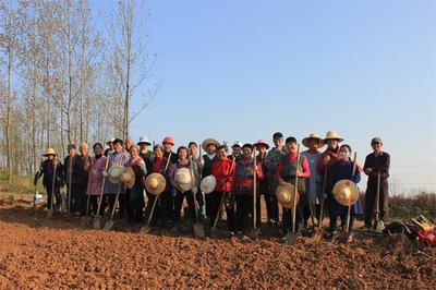 烔煬鎮鳳凰村 栽下核桃樹，收獲致富果