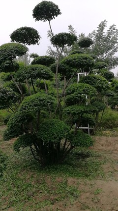 小葉女貞造型樹品種圖鑒與種植經(jīng)營指南