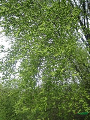 榆樹行情報價與圖片展示 種植經(jīng)營指南