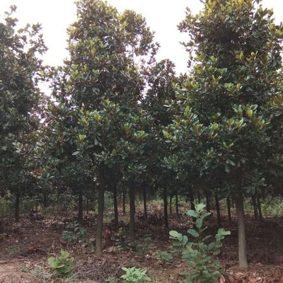 紫玉蘭樹木的種植與經(jīng)營指南