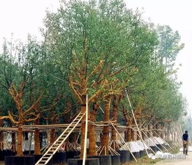 秋季樹木栽植五不宜