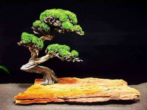 最全樹木盆景分類指南 輕松掌握各類植物與造型適配法則