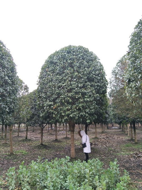 貴州八月桂苗木種植基地 批發價直銷，打造芬芳園林
